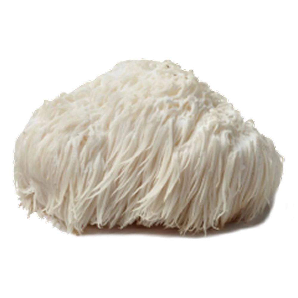 A fluffy white Lion’s Mane mushroom on a plain background.