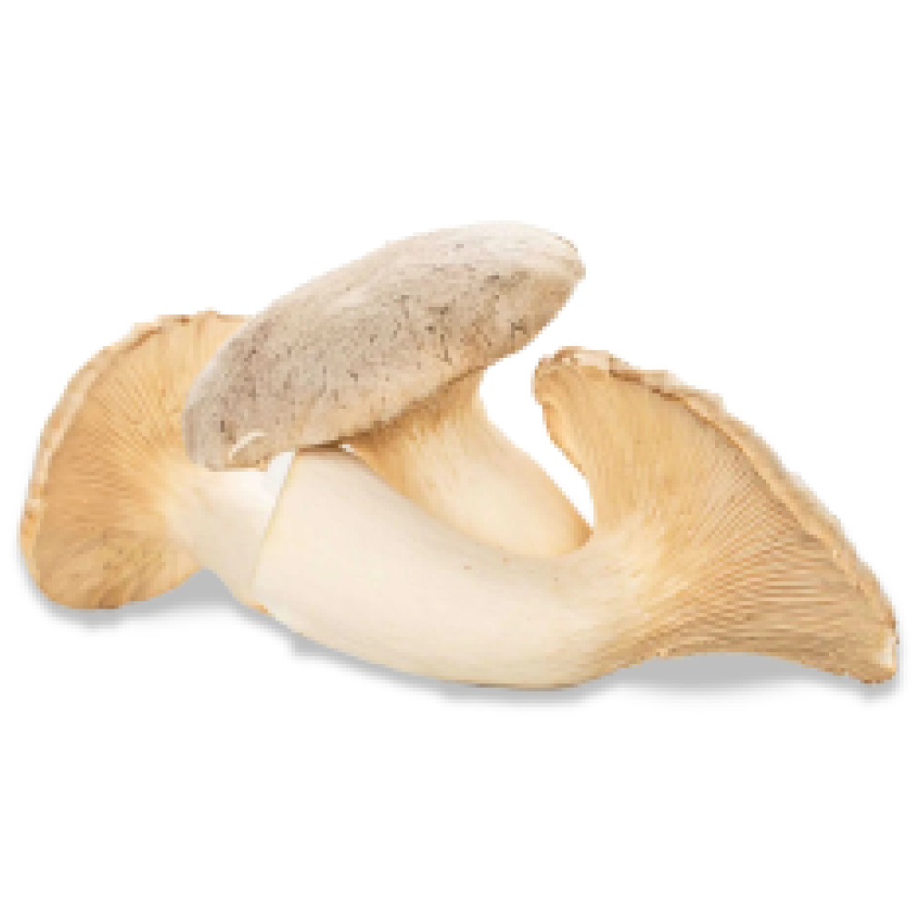 Three king oyster mushrooms on a white background.