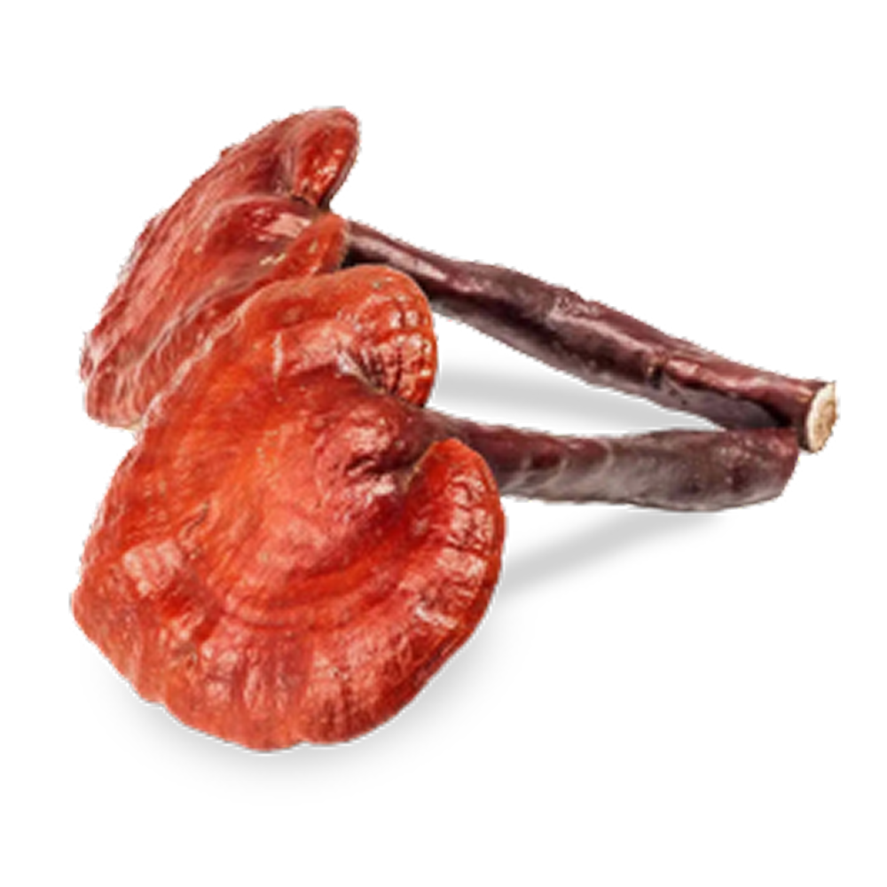 Two red reishi mushrooms with long stems on a white background.