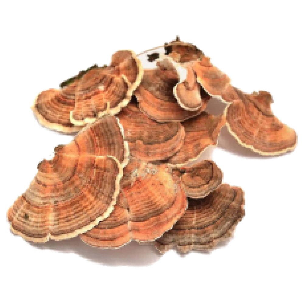 Cluster of brown and orange mushrooms with ring patterns on caps.