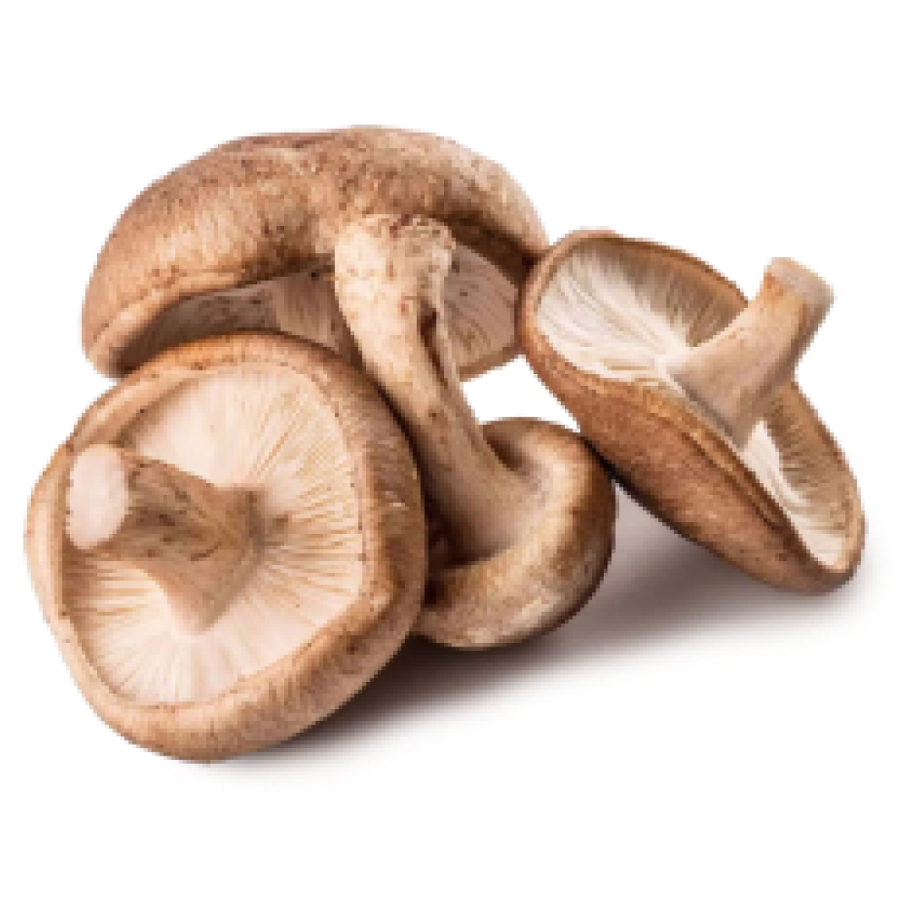 Fresh shiitake mushrooms isolated on a white background.